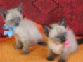 /album/fotogalerie-vorherige-kitten/nikolai-und-nikita-wien-jpg/